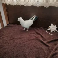 کفتر سفید دم سیاه کاکلی|پرنده|قم, انصار‌الحسین|دیوار