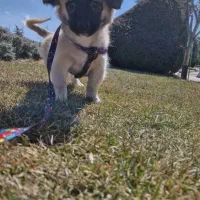 واگذاری سگ خانگی|سگ|شهرضا, |دیوار