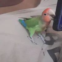 فروش دو عدد طوطی بریزلی|پرنده|شاهرود, |دیوار