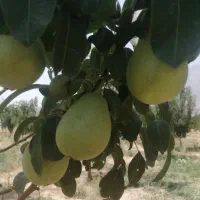 باغ میوه مثمر