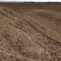 کودگاوی خشک وعالی