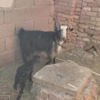 بز وکره