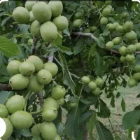 گردوفرنورپیوندی