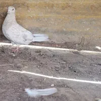 ماده تهرانی