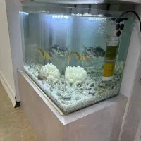 آکواریوم شرکتی به همراه ماهی و وسایل|ماهی|تربت جام, مسکن مهر|دیوار