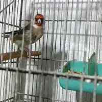 فروش سهره