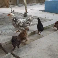 مرغ جوجه گلین
