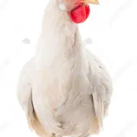 اجاره مغازه