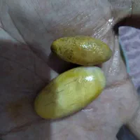 سنگ حر مهرگ