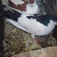 کفتر|پرنده|زابل, |دیوار