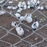 خرگوش|موش و خرگوش|سلطانیه, |دیوار