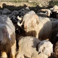 شیشک قوچ