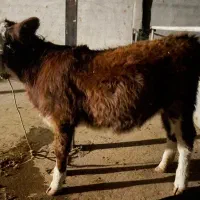 گوساله ماده سیمینتال|حیوانات مزرعه|مسجد سلیمان, |دیوار