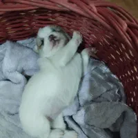 توله سایزکوچیک|سگ|مشهد, رده|دیوار