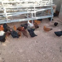 ۱۲۰مرغ وخروس