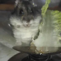 همستر|موش و خرگوش|سنندج, |دیوار