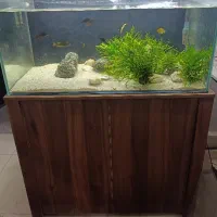 اکواریوم ریملس. تصفیه سطلی|ماهی|مشهد, کوشش|دیوار