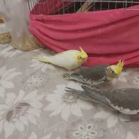 عروس هلندی ۴عدد دارم|پرنده|پرند, فاز ۵|دیوار