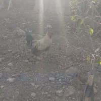 خروس محلی|حیوانات مزرعه|نیشابور, فخریه|دیوار