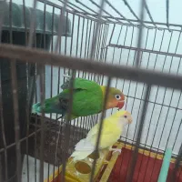 کوتوله برزیلی بالغ