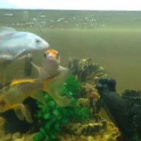 ماهی کوی باله بلند سالم|ماهی|مشهد, رباط طرق|دیوار