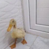 دو عدد جوجه اردک بازیگوش با قفس فلزی
