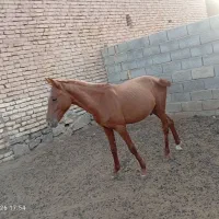 اسب|اسب و تجهیزات اسب‌سواری|بختگان, |دیوار