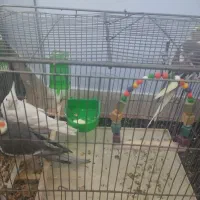 عروس هلندی|پرنده|خرمدره, |دیوار