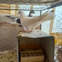 کبوتر پا پر|پرنده|اصفهان, طامه|دیوار