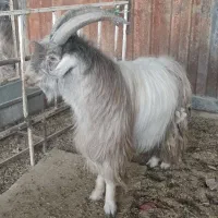 نر بز دوبور تکه شیرازی