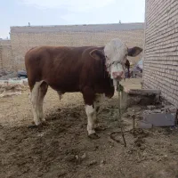 گوساله گوشتی