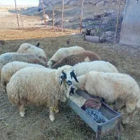 بره  پروار