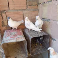 چهار تا کنه وطوقی جوجه|پرنده|سبزوار, بیهق شرقی|دیوار