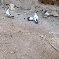 کبوتر مناسب نسل کشی|پرنده|آذرشهر, |دیوار