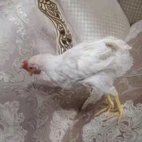 جوجه|حیوانات مزرعه|نجف‌آباد, مسکن مهر|دیوار