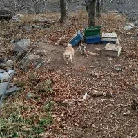 واگذاری سگ فیندو