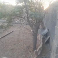 باغچه چهار دیواری ۲۴۰ متری باغ زیتون پوینک|فروش خانه و ویلا|قرچک, صالح آباد|دیوار