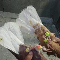فروشی دوجفت کفتر