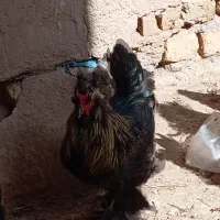 مرق خوروس مینیاتوری|حیوانات مزرعه|دشتابی, |دیوار