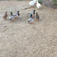 اردک روسی و کله سبز