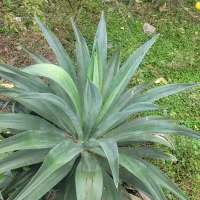 گل آگاو آناناسی|گل و گیاه طبیعی|کوچصفهان, |دیوار