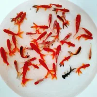 ماهی قرمز|ماهی|قم, نوقطار|دیوار