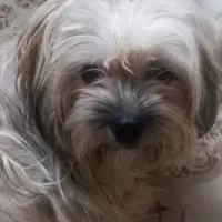 سگ جهت واگذاری