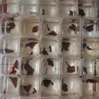 فروش ۴۰عدد ماهی فایتر