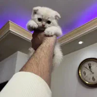 واگذاری گربه اسکاتیش