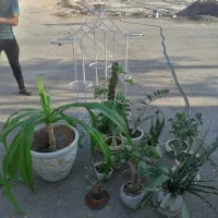 گل و استند گل