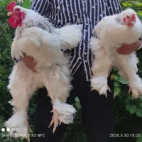 فروش تخم مرغ نطفه دار