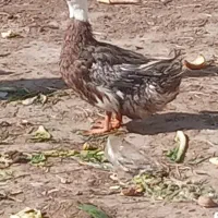 اردک به فروش میرسد