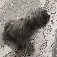 سگ خونگی|سگ|شهرضا, |دیوار