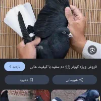 کبوتر